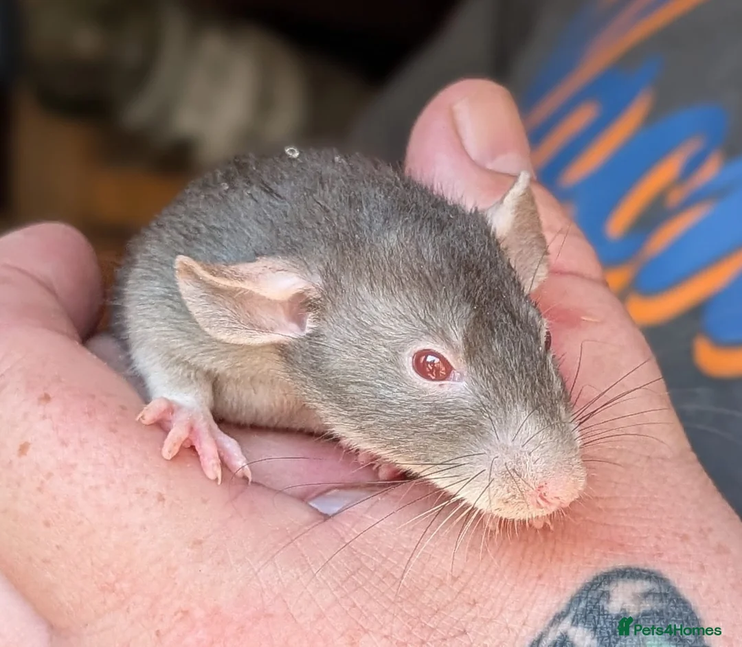 Rat rodents for sale: 8 male Rex rats for sale  - Advert 1