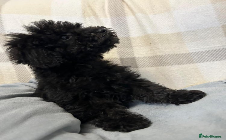 Toy Poodle dogs - Advert 1