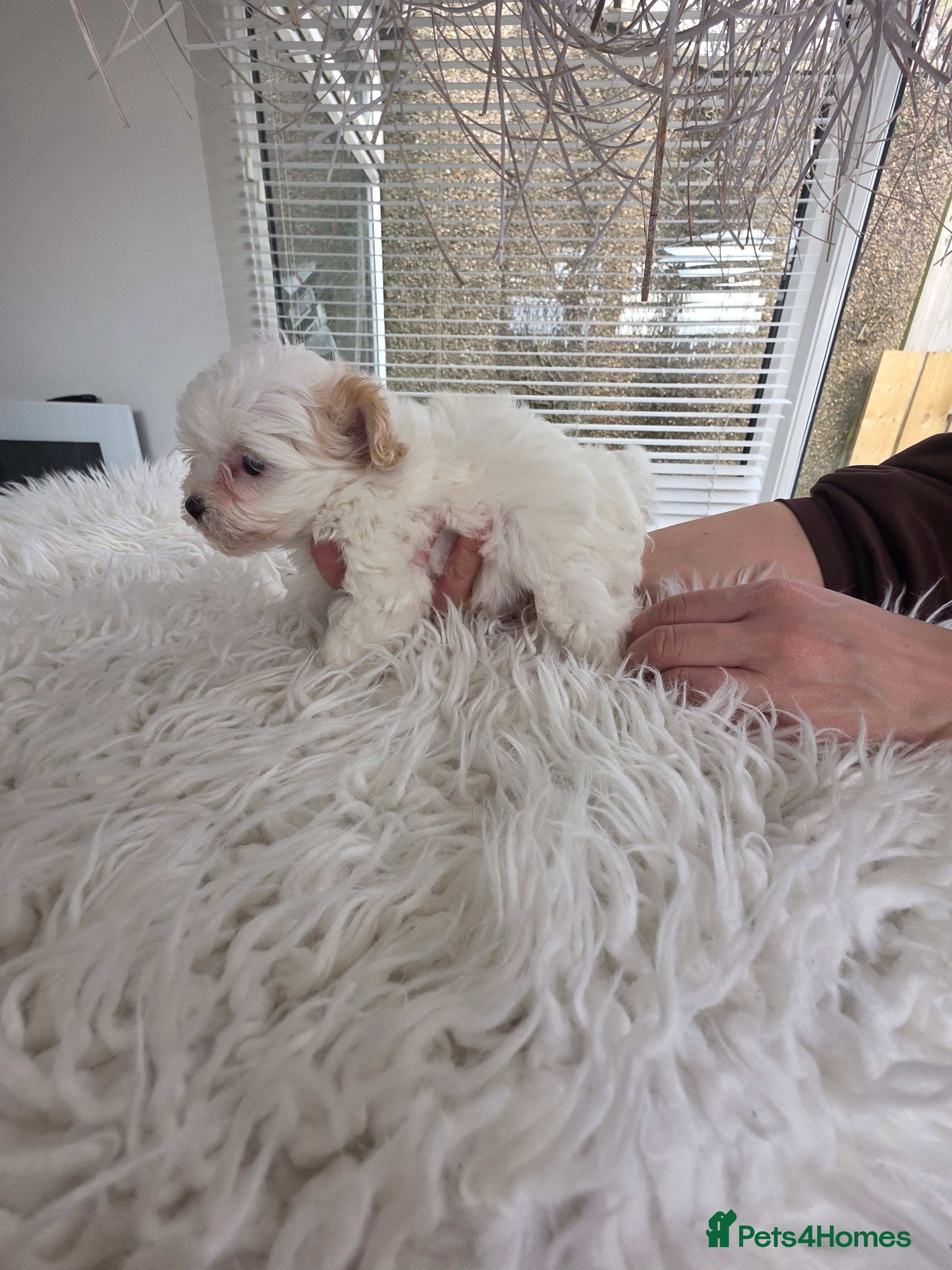 Maltipoo dogs Beautiful xs f1 korean maltipoo females  - Advert 1