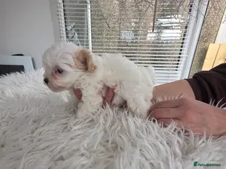 Maltipoo dogs Beautiful xs f1 korean maltipoo females - Advert 1