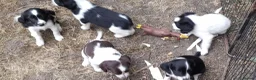 Sprollie dogs for sale: Sprollie puppies for sale - Advert 7