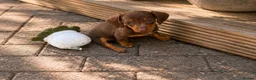Dachshund dogs for sale: Dachshund puppies  in Telford - Advert 8