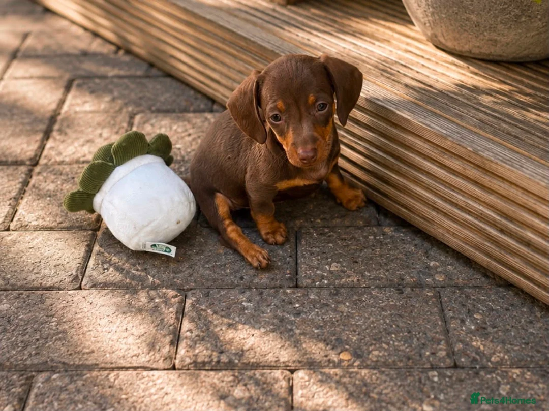 Dachshund dogs for sale: Dachshund puppies  in Telford - Advert 8