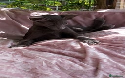 Oriental cats for sale: Full Pedigree Oriental 1 Kitten XL size ears GCCF - Image 23