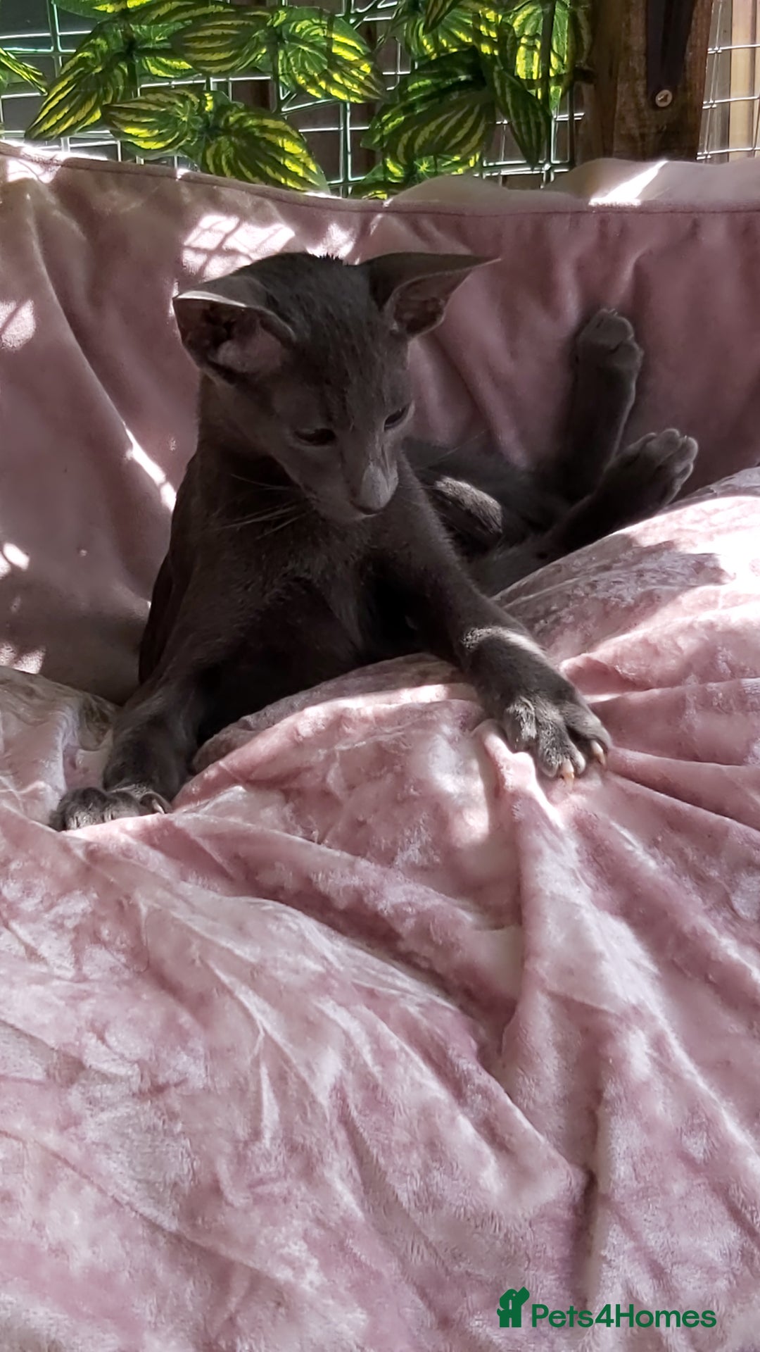 Oriental cats for sale: Full Pedigree Oriental 1 Kitten XL size ears GCCF - Image 23