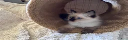 Ragdoll cats for sale: Stunning Ragdoll kittens - Advert 4