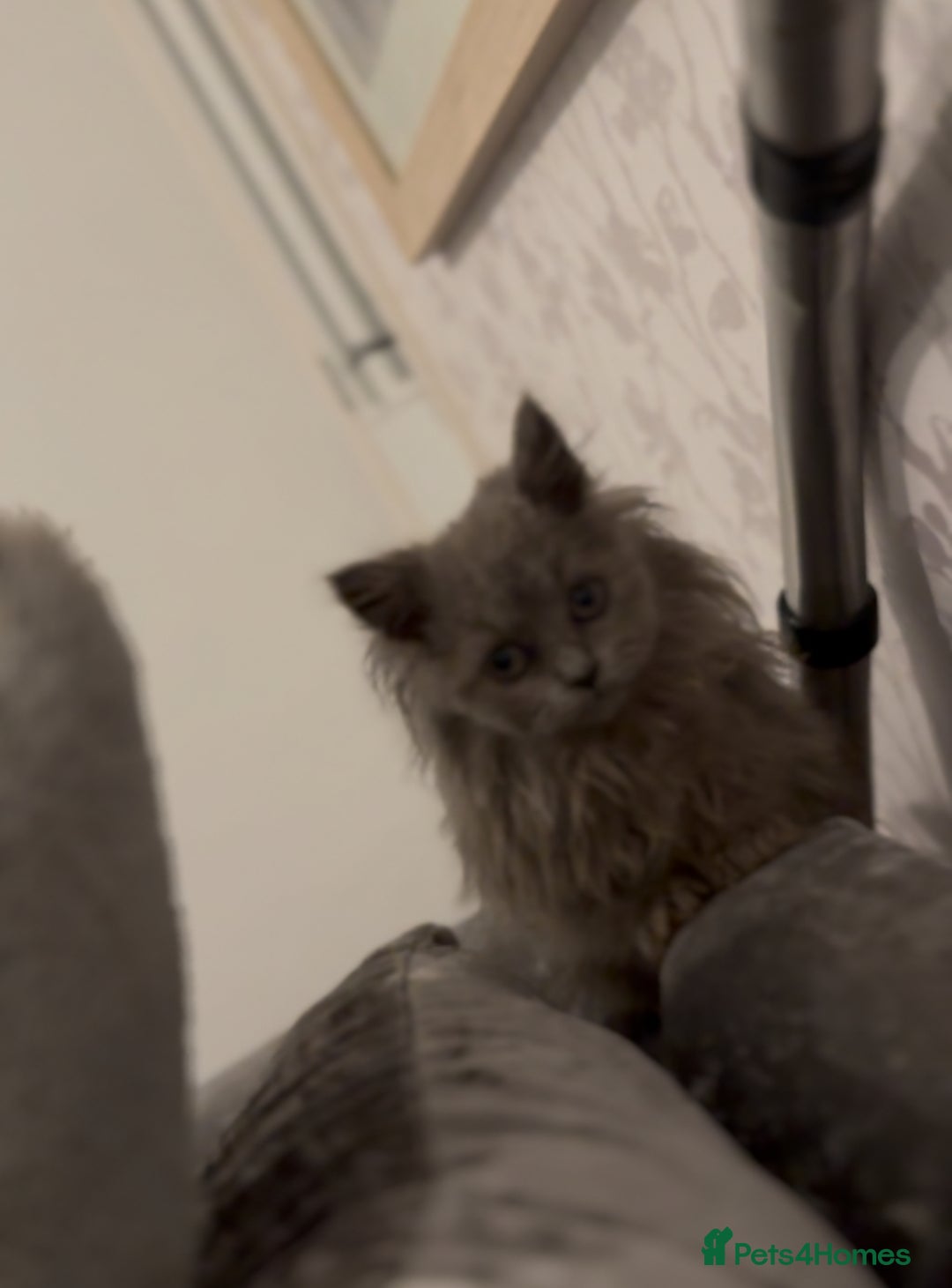 British Longhair cats for sale: Adorable British Longhair Kittens Ready Now! - Advert 5