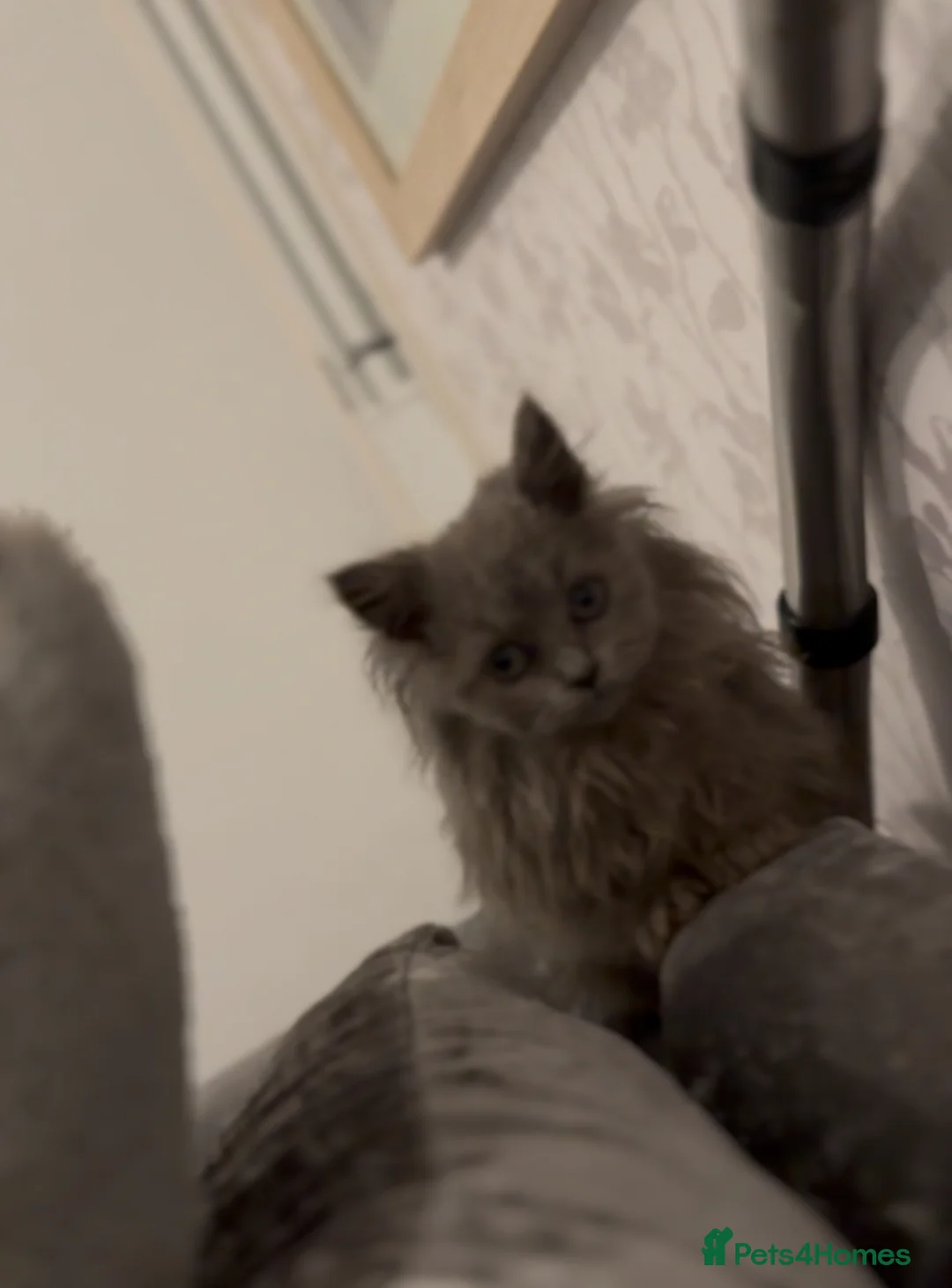 British Longhair cats for sale: Adorable British Longhair Kittens Ready Now! - Advert 5