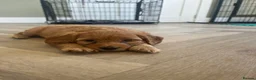 Cockapoo dogs for sale: Gorgeous F1 cockapoo puppies- Licensed breeder - Advert 3