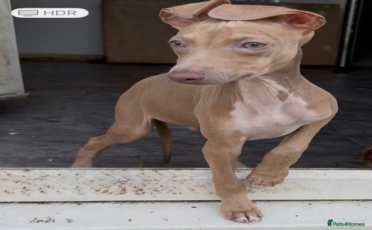 Italian Greyhound dogs - Advert 1