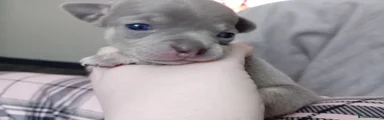 Smokey