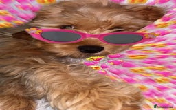 Cockapoo dogs for sale: Cockapoo Puppy – Loving Home Needed 🐶❤️ - Image 6