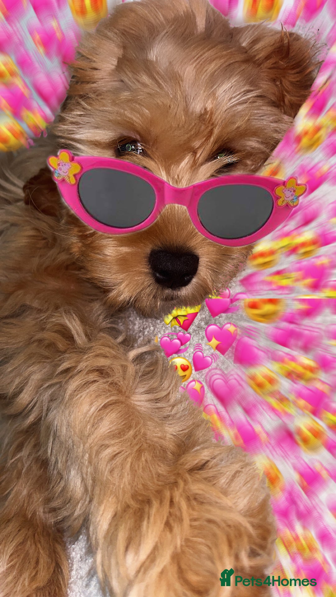 Cockapoo dogs for sale: Cockapoo Puppy – Loving Home Needed 🐶❤️ - Image 6