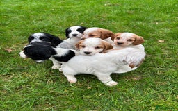 Sprocker dogs for sale: 🧡 Sprocker Puppies 💛 - Image 15