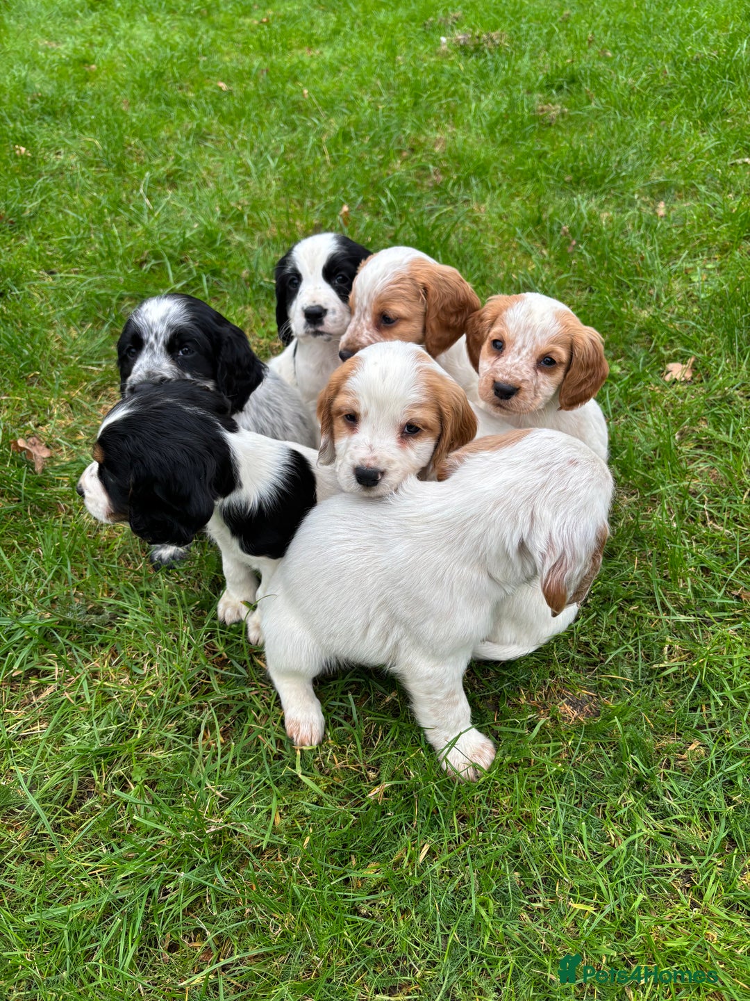 Sprocker dogs for sale: 🧡 Sprocker Puppies 💛 - Image 15
