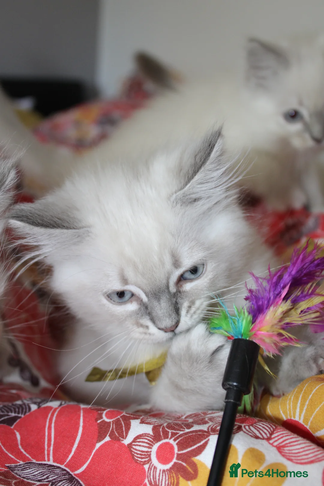 Ragdoll cats for sale: Last girl  - Advert 1