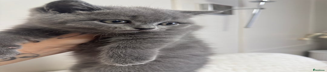 British Shorthair Kitten 4