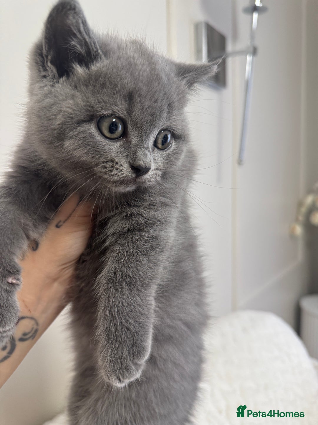 British Shorthair cats for sale: Adorable british shorthair kittens REDUCED - Image 12