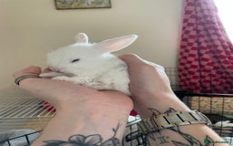 Mixed Breed rabbits for sale: Adorable Mini lop crosses  - Image 8