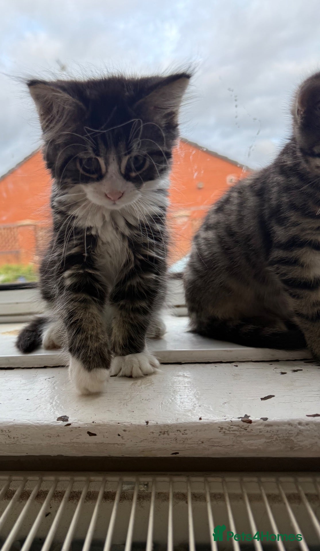 Mixed Breed cats Fluffy kittens  - Advert 2