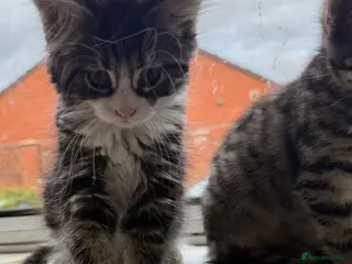Mixed Breed cats Fluffy kittens - Advert 2