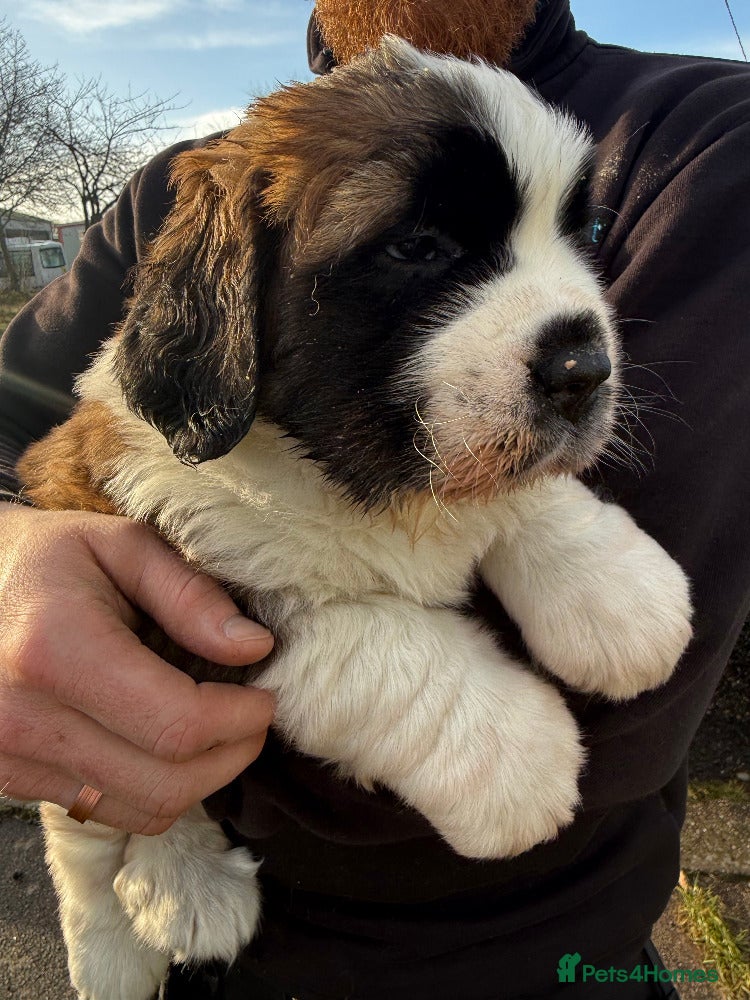 Saint Bernard dogs Health-tested line established 1990s. - Advert 7