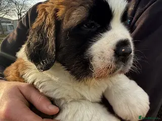 Saint Bernard dogs Health-tested line established 1990s. - Advert 7