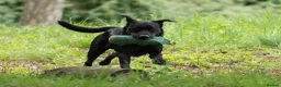Labrador Retriever dogs for stud: KC registered Fully Health Tested Stud - Advert 4