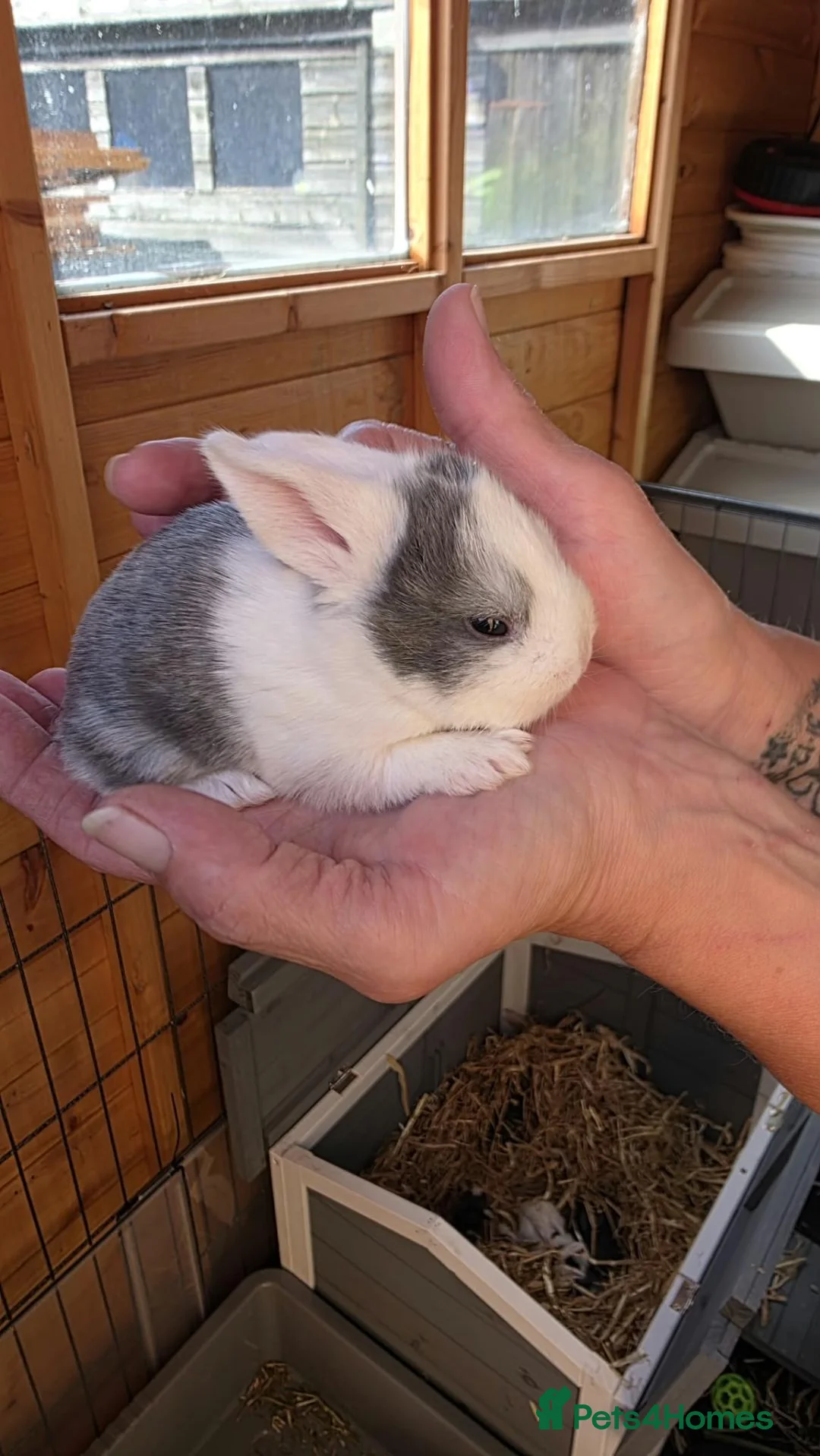 Mixed Breed rabbits for sale: Beautiful Litter Of Lop Earred Bunnies  - Advert 14