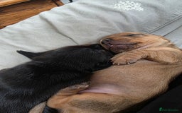 Miniature Dachshund dogs for sale: Beautiful Dachshund Girl - Ready in 2 weeks - Advert 12