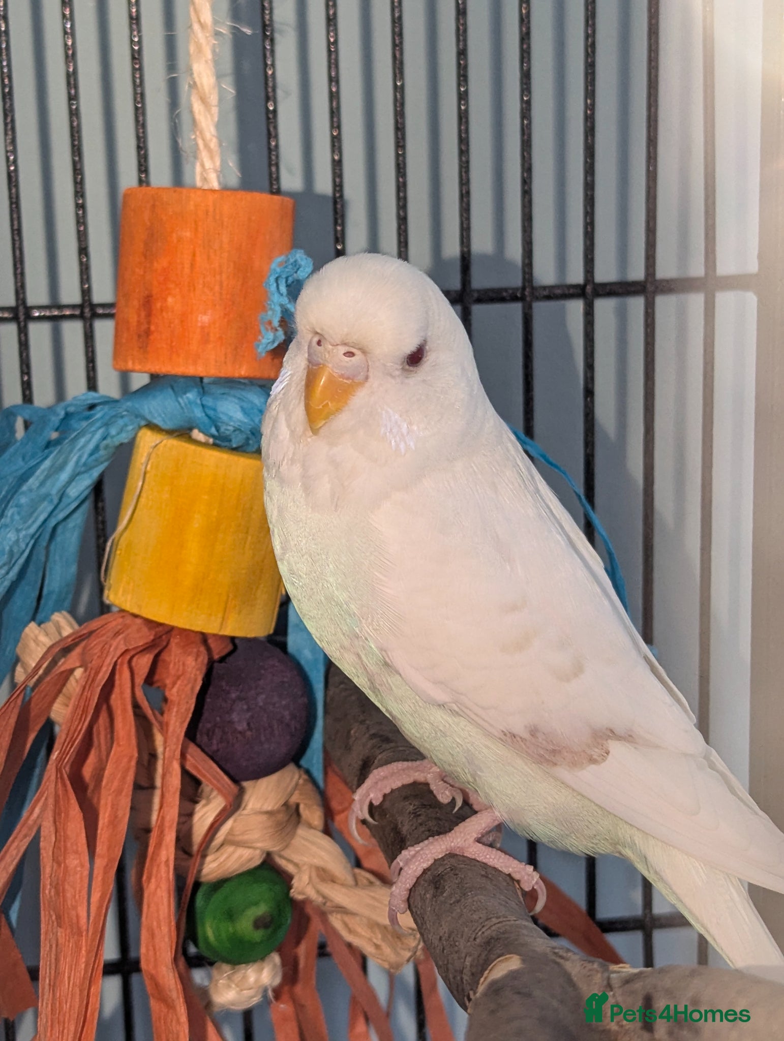 Budgerigars birds for sale: White budgie  - Advert 4