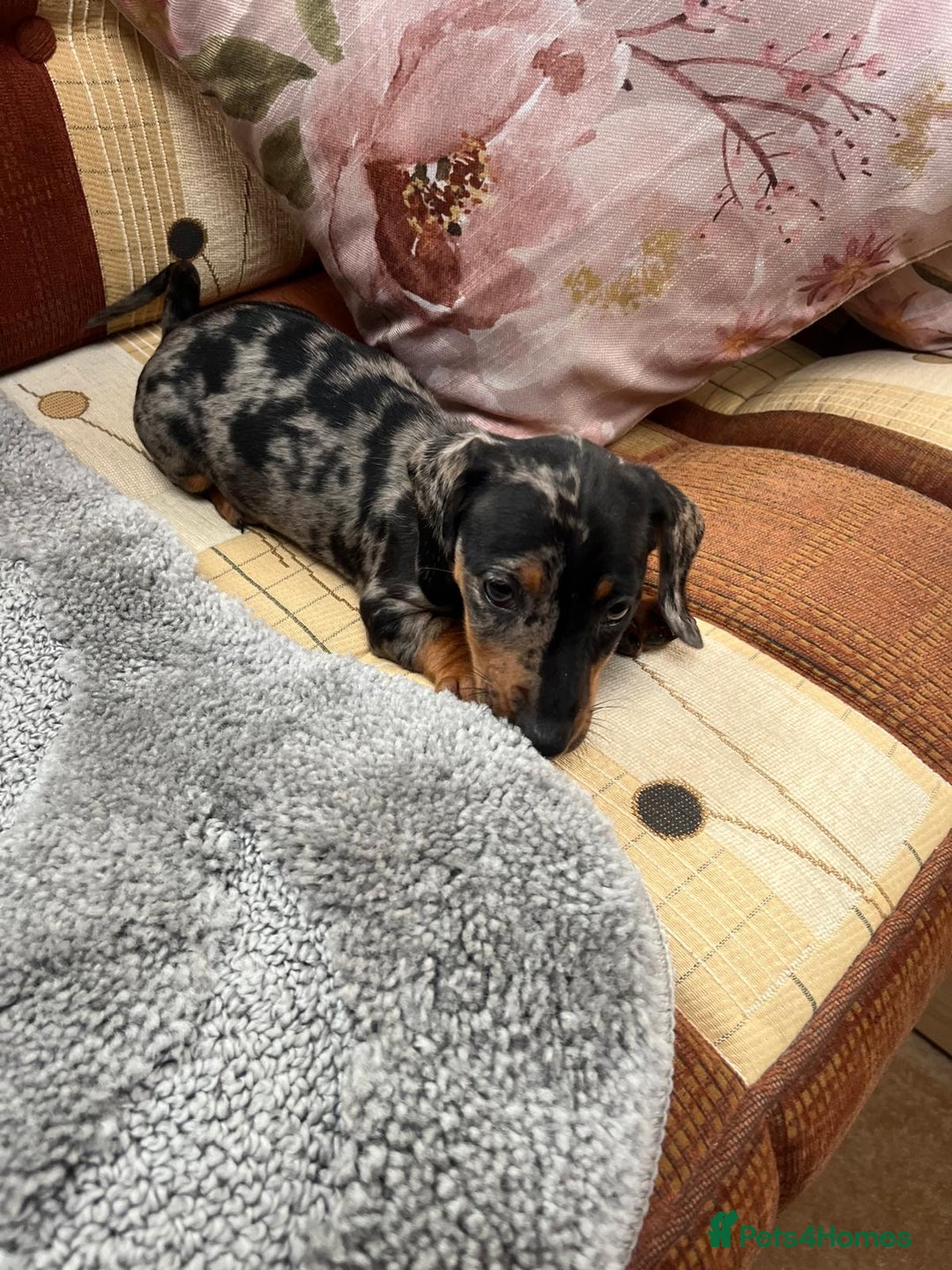 Miniature Dachshund dogs for sale: "2 Girls Left" Beautiful Mini Dachshund Puppies - Image 5