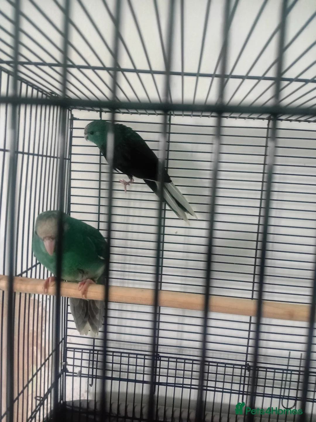 Parakeets birds for sale: Kakarikis parakeet turquoise and pied turquoise  in Craven Arms - Advert 15