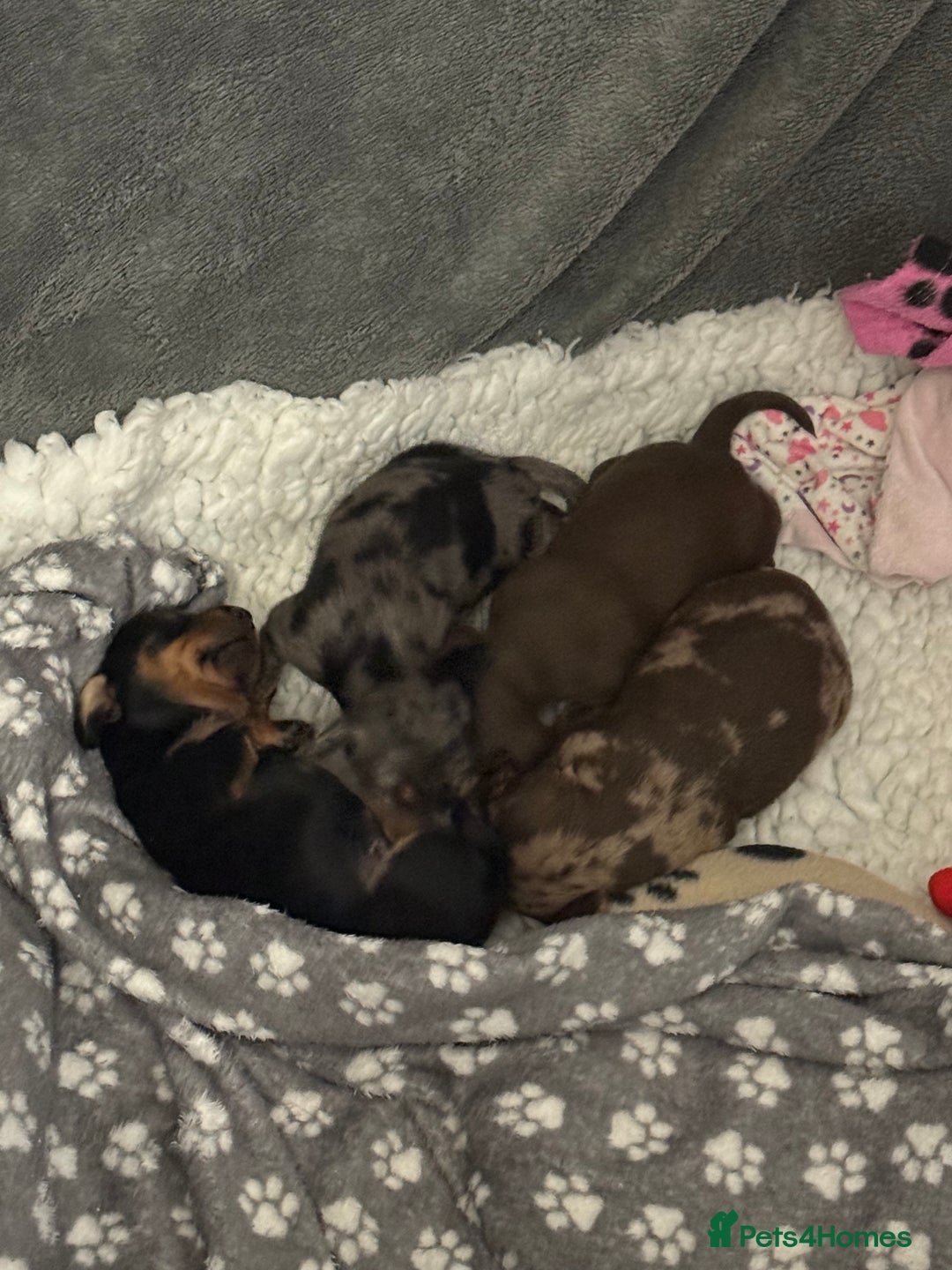 Miniature Dachshund dogs for sale: Kc reg miniature quality dachshunds  - Advert 3