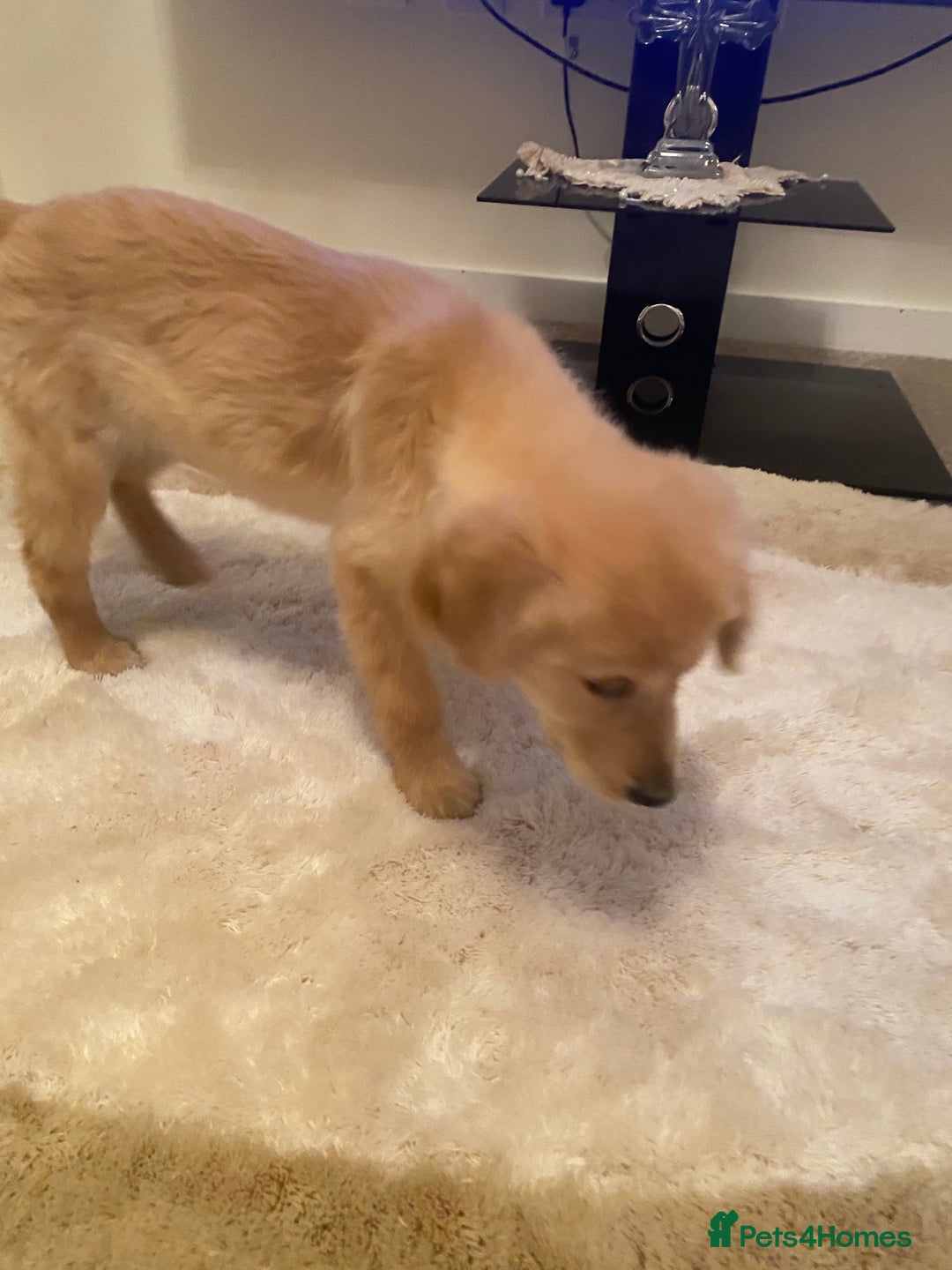 Golden Retriever dogs for sale: Arlo  - Advert 7