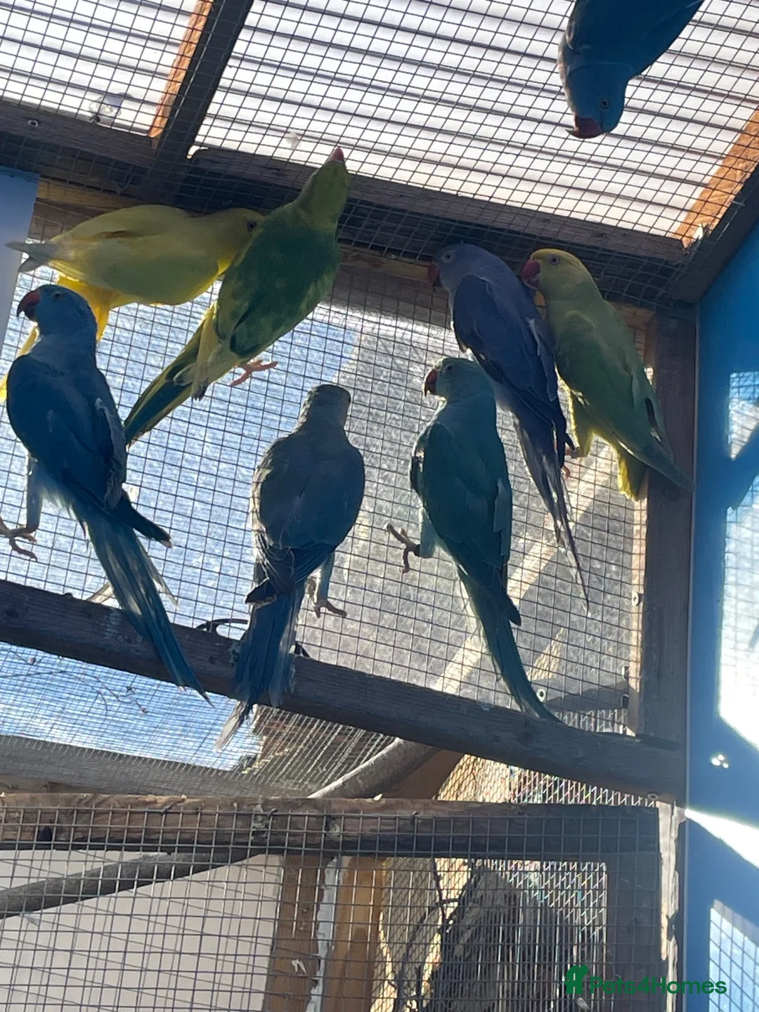 Ringnecks birds for sale: Indian Ringneck - Advert 2