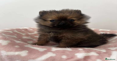 Pomeranian dogs - Advert 7