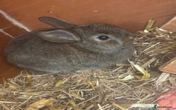 Lionhead rabbits for sale: Baby double main lion head  - Image 4
