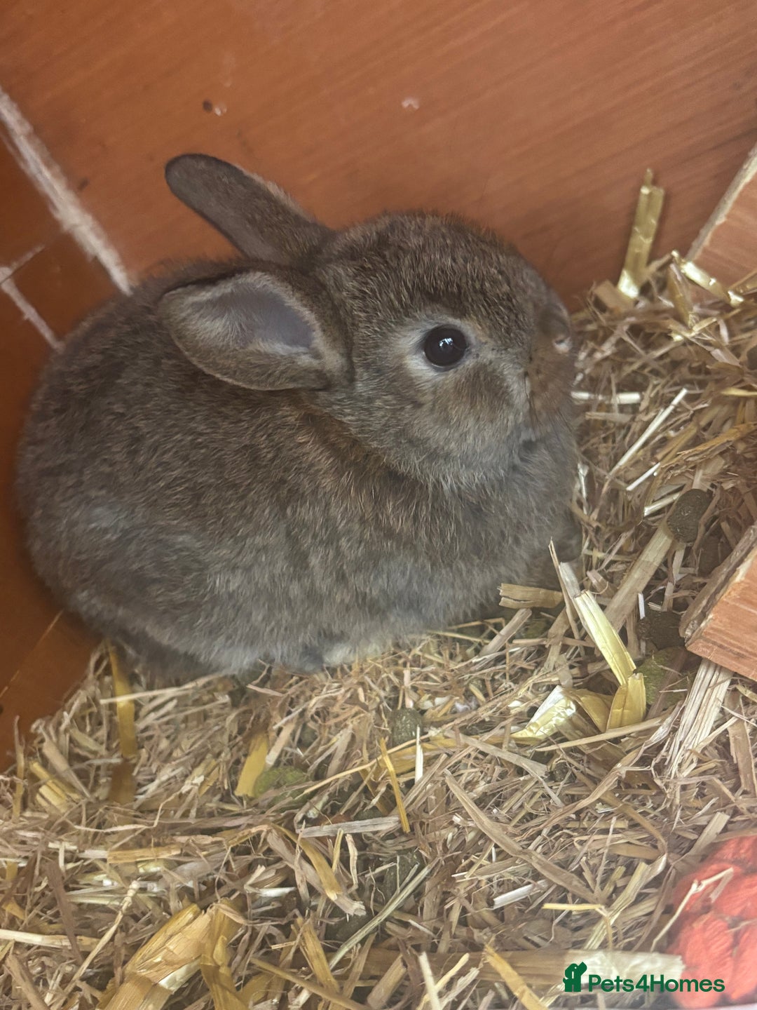 Lionhead rabbits for sale: Baby double main lion head  - Image 4
