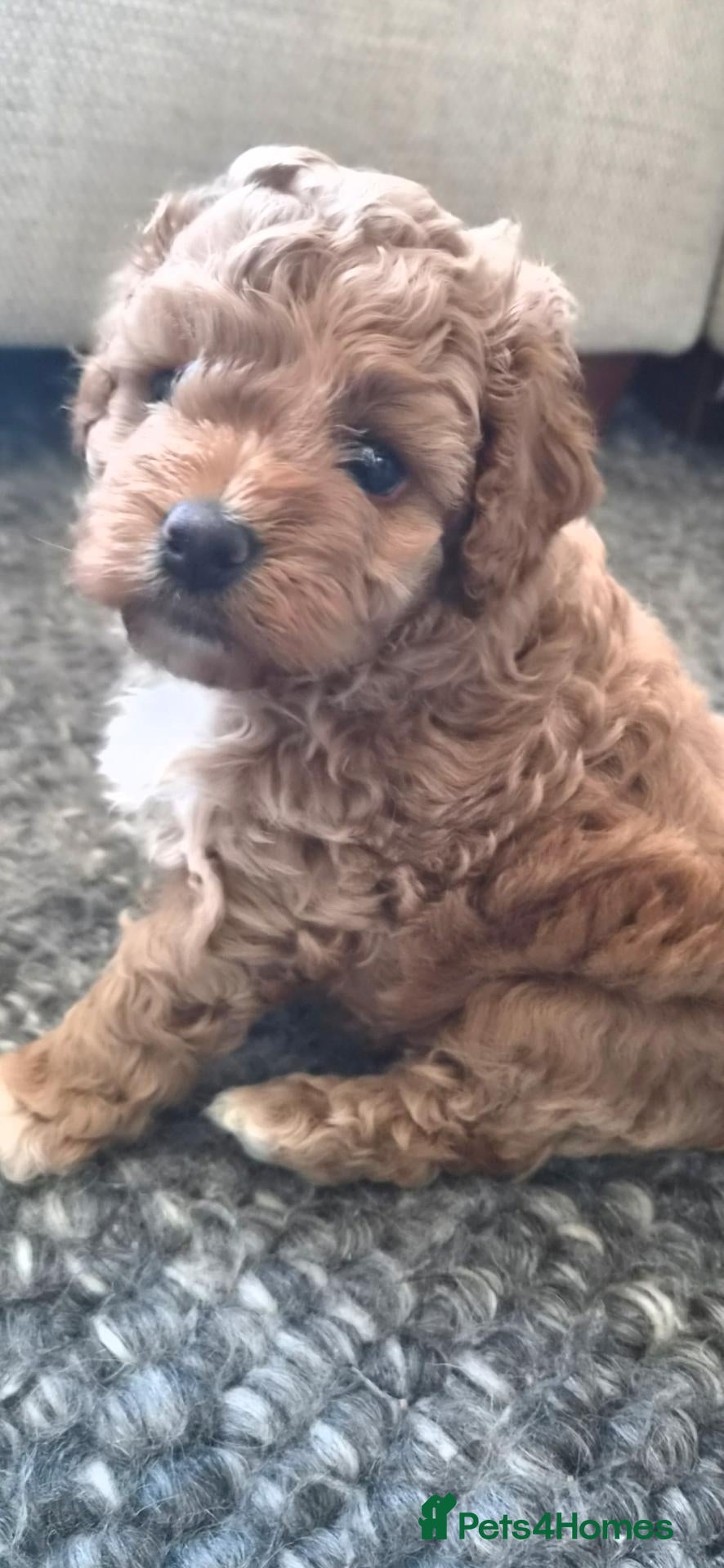 Cockapoo dogs Adorable Fox Red Cockapoo Pups Ready 17th October - Advert 2