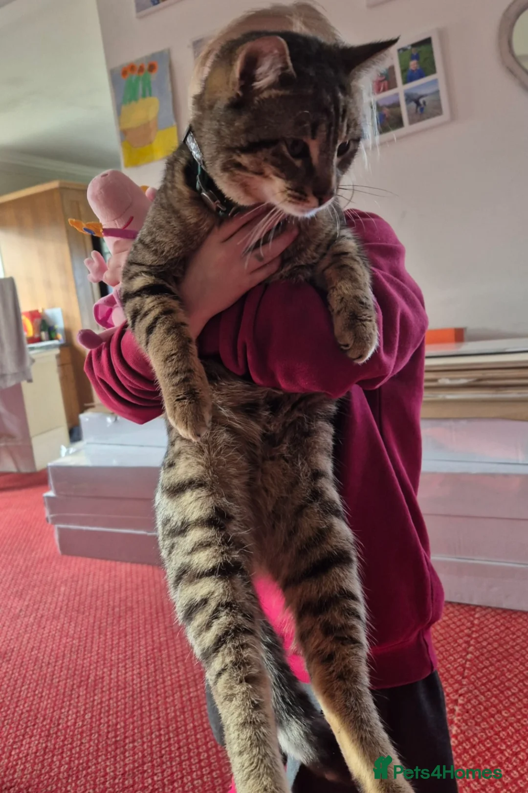 Mixed Breed cats for sale: Bengal cross Kittens for sale - Advert 7