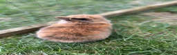 Mini Lop rabbits for sale: Beautiful baby mini lop bunnies  - Advert 8
