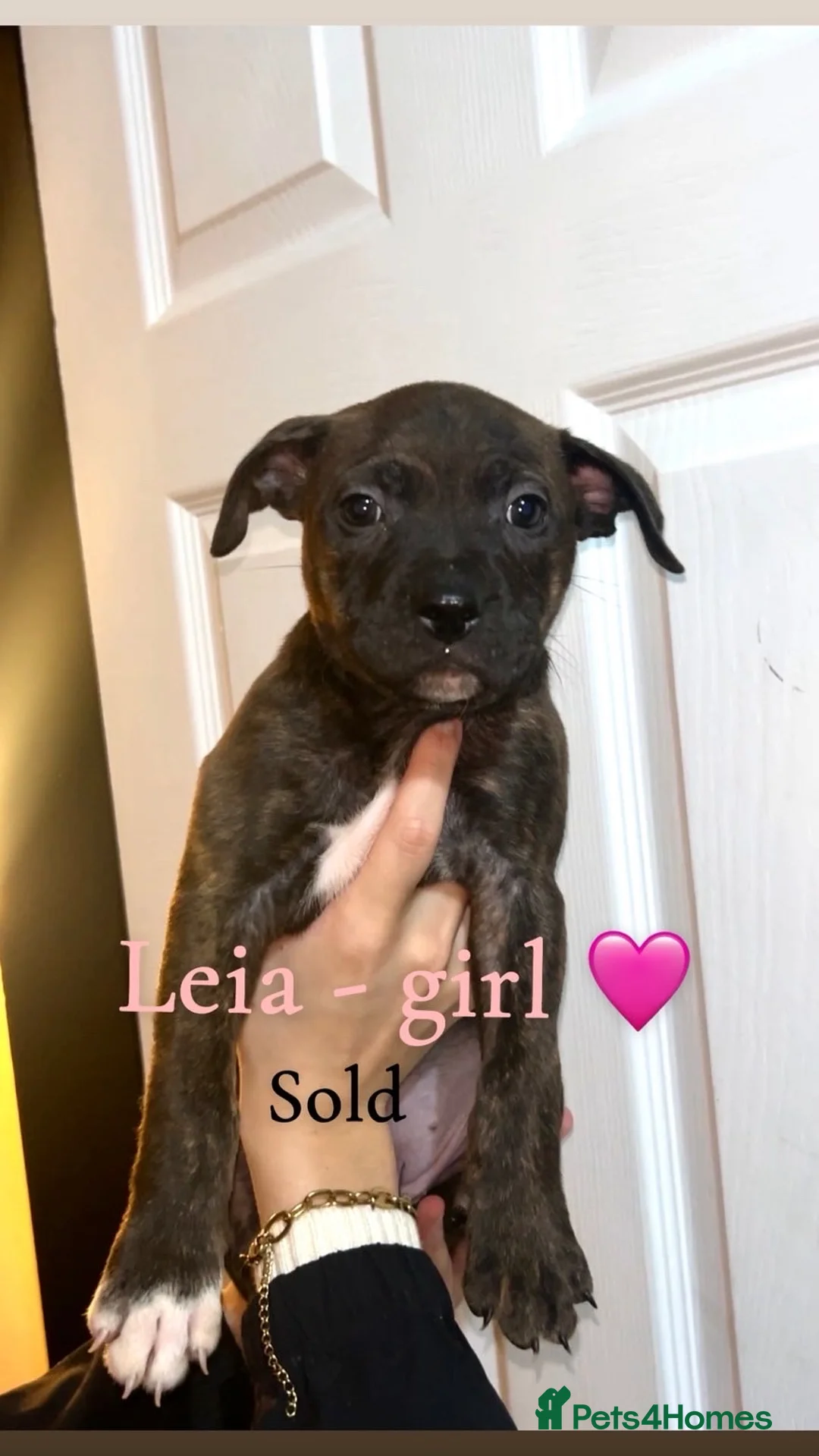 Mixed Breed dogs for sale: Staffy X Rhodesian Ridgeback  - Advert 14