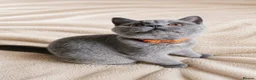 British Shorthair cats for sale: Gccf ACTIVE British shorthair kitten - Advert 2