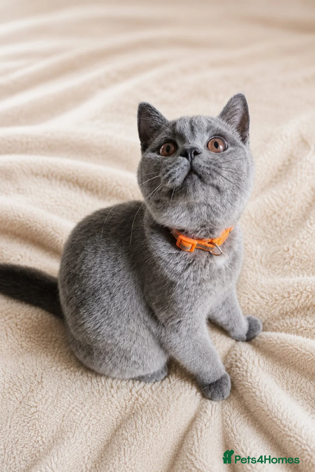 British Shorthair cats for sale: Gccf ACTIVE British shorthair kitten - Advert 2