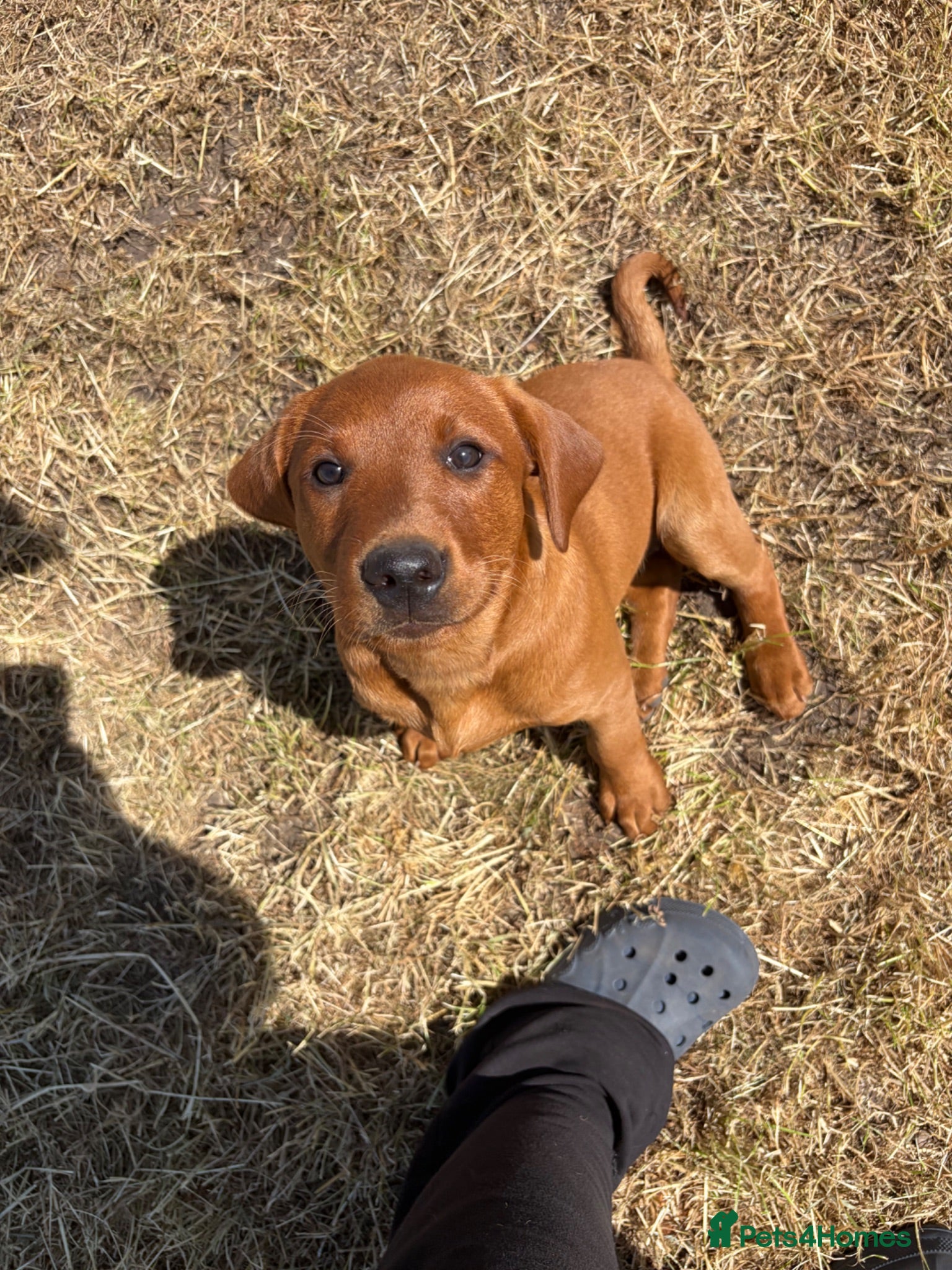 Labrador Retriever dogs KC Health Tested Fox Red Labrador Puppies - Advert 1