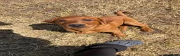 Labrador Retriever dogs for sale: KC Health Tested Fox Red Labrador Puppies - Advert 1
