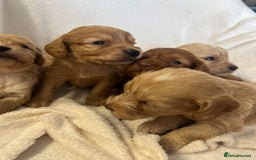 Cockapoo dogs for sale: Stunning cockapoo puppies  - Image 14
