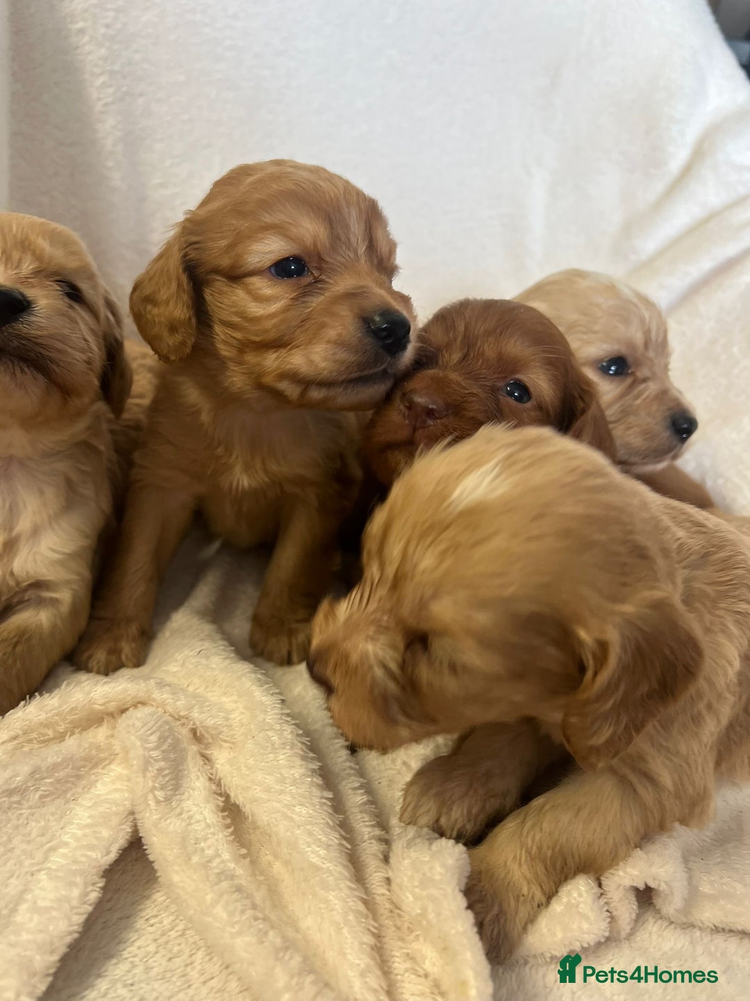 Cockapoo dogs for sale: Stunning cockapoo puppies  - Image 14