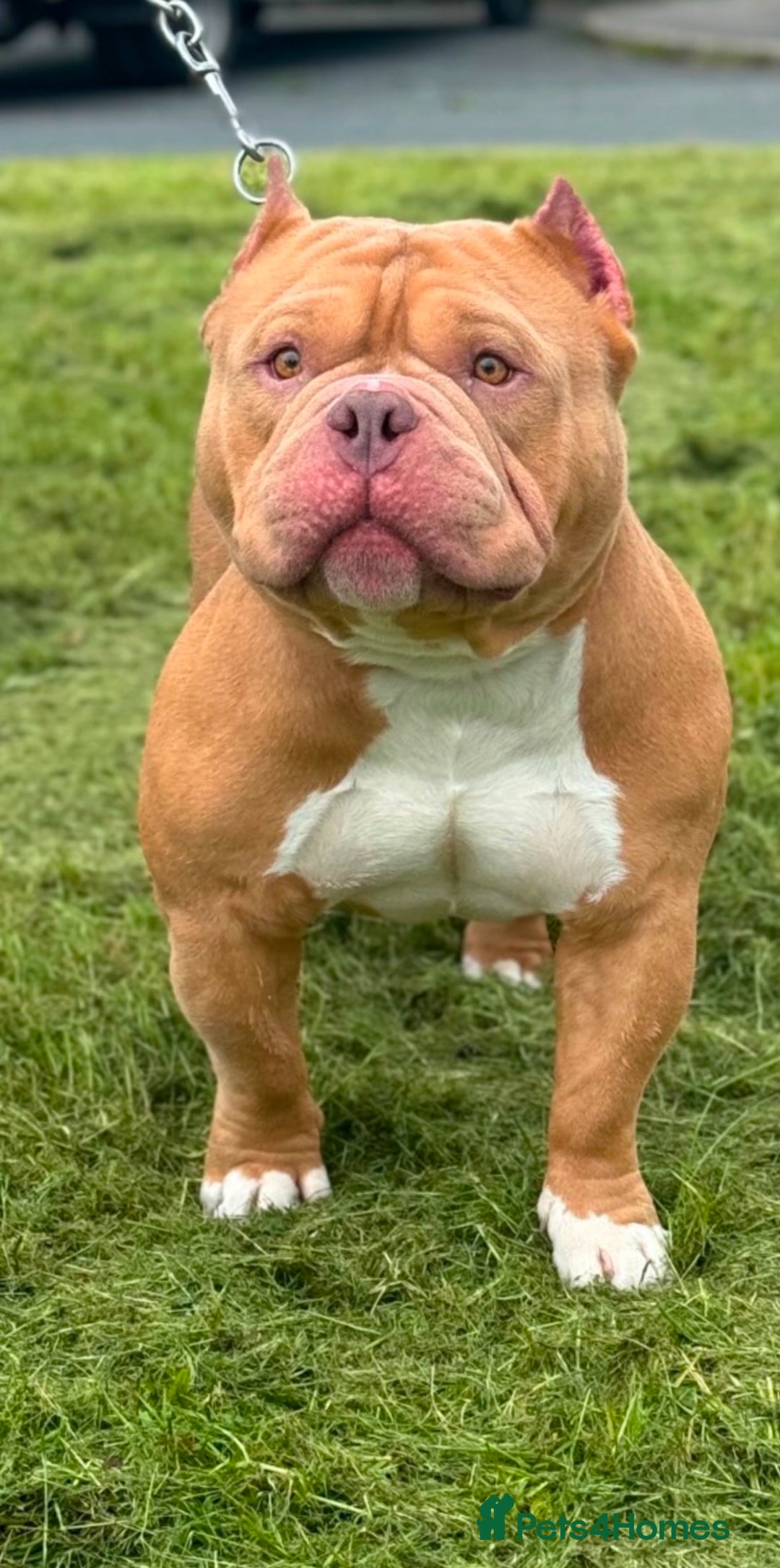 American Bully dogs for sale: Pocket bully female GREAT bloodline READY to leave - Image 29